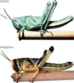Pictures of Locusts