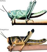 Pictures of Locusts